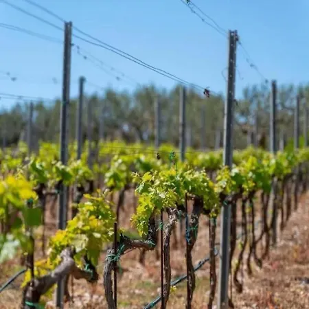 Sunny With Pool Casa vacanze Dračevica